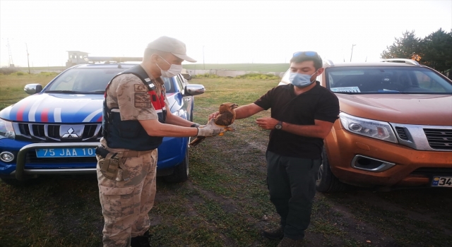 Ardahan’da jandarmanın arazide bulduğu yaralı kızıl şahin tedavi edilecek
