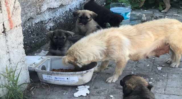 Kullanılmayan sokak aydınlatma armatürleri sokak hayvanlarına su ve mama kabı oluyor
