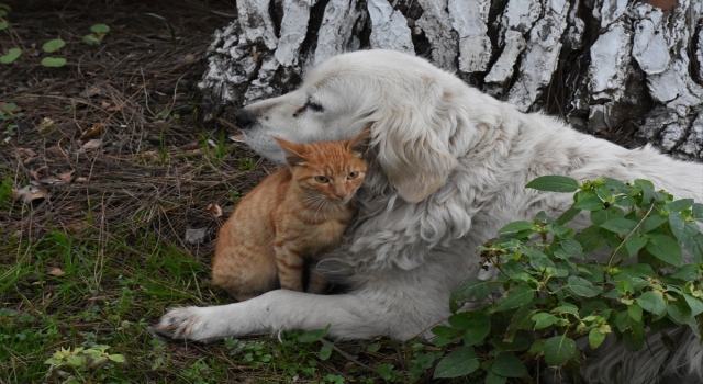 Ordu’da kedi ile köpeğin dostluğu görenleri şaşırtıyor