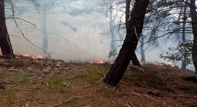 İzmir’in Urla ve Dikili ilçelerinde ormanlık alanlarda yangın çıktı