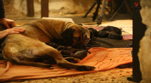 Kırklareli’nde ”Cane Corso” cinsi köpek 14 yavru doğurdu