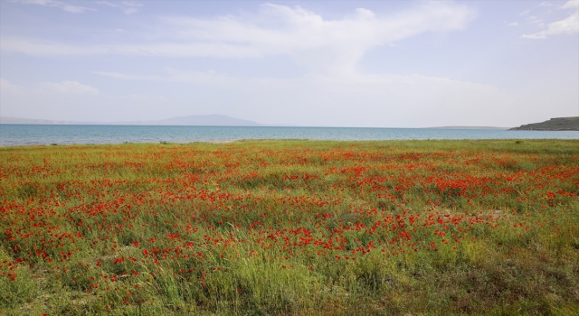 Fotoğraf tutkunları Van Gölü kıyılarını renklendiren gelincik tarlalarını görüntüledi