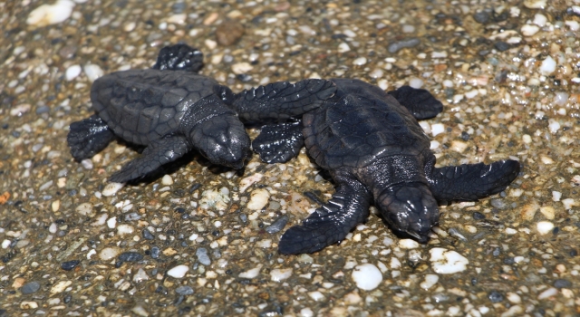 Alanya’da kedinin yemek istediği caretta caretta yavrularını bir kişi denize ulaştırdı