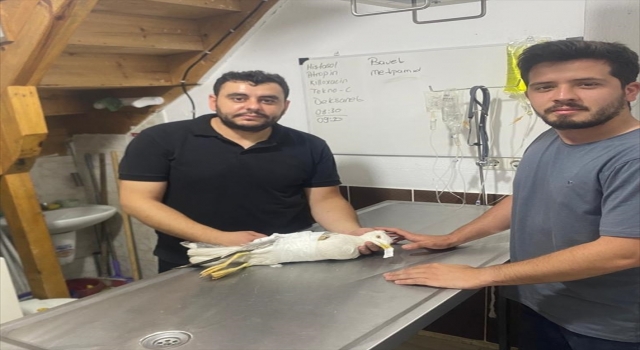 Kastamonu’da yaralı bulunan martıya ”acil servis” müdahalesi