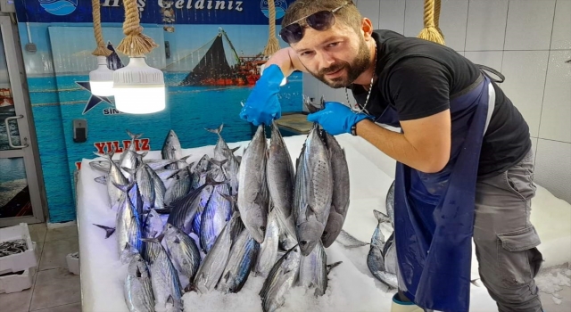 Sinop’ta ağlara torik takıldı