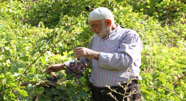 Bitlis’te geleneksel yöntemlerle pekmez üretimine başlandı
