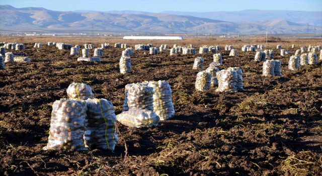Muş’ta kadınlar patates tarlalarında hasat mesaisi yapıyor
