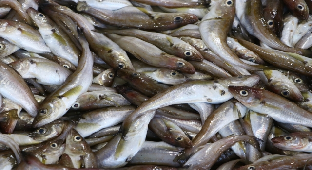 Tekirdağ’da mezgit tezgahları süslemeye başladı 