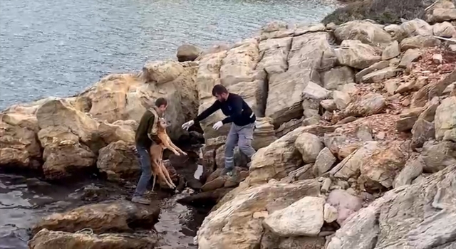 Bodrum’da denize düşen köpek kurtarıldı