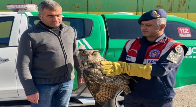 Malatya’da yaralı bulunan kulaklı orman baykuşu tedavi altına alındı