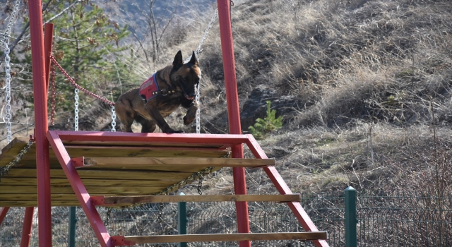 Gümüşhane’de jandarma operasyonlarında 5 dedektör köpekten faydalanılıyor