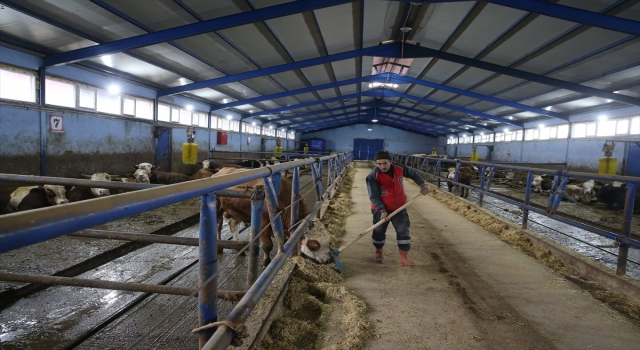 Tokatlı çiftçi TKDK’nin hibe desteğinde 100 büyükbaş hayvanla besiciliğe başladı