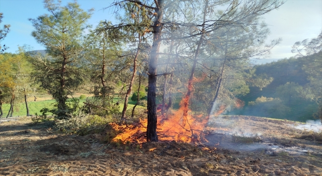 Sinop’ta çıkan orman yangınında 5 hektarlık alan zarar gördü 