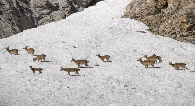 Tunceli’nin Munzur Dağları’nda yaşayan yaban keçileri sürü halinde görüntülendi
