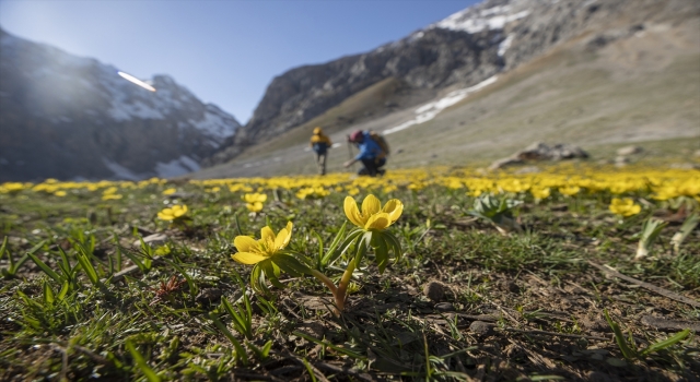 Tunceli’de karın eridiği dağ eteklerinde bahar çiçekleri açtı