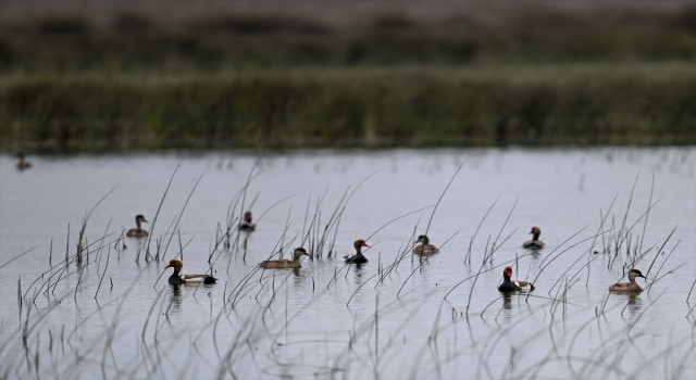 Kızılırmak Deltası nesli tehlike altındaki kuş türlerine ev sahipliği yapıyor