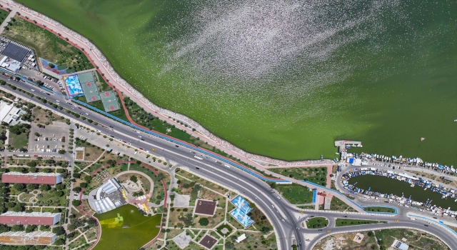 İzmir’de plankton patlaması denizin rengini değiştirdi