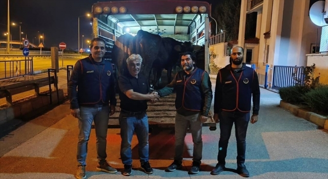 Jandarma ekipleri, Sivas’ta çalınıp iki ilde satılan hayvanları bularak sahibine ulaştırdı