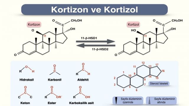 KORTİZOL NEDİR?