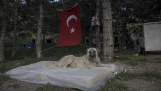 Ankara’da zehirlendikleri iddia edilen 9 yavru köpekten 2’si telef oldu