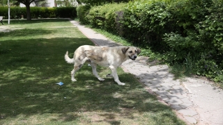 Eskişehir’in Odunpazarı ilçesinde sahipsiz köpekler mahalleliyi tedirgin ediyor